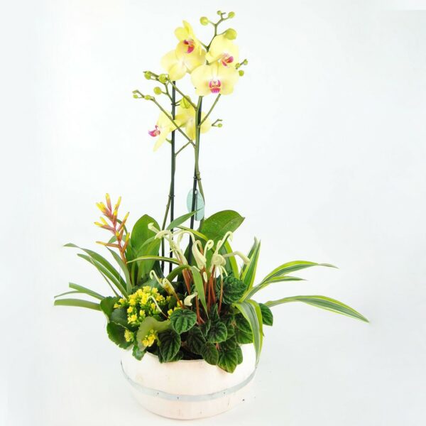 Orquídea amarilla, Bromelia amarilla, Kalanchoe amarillo, Papilodelium, Dracena y Base de madera
