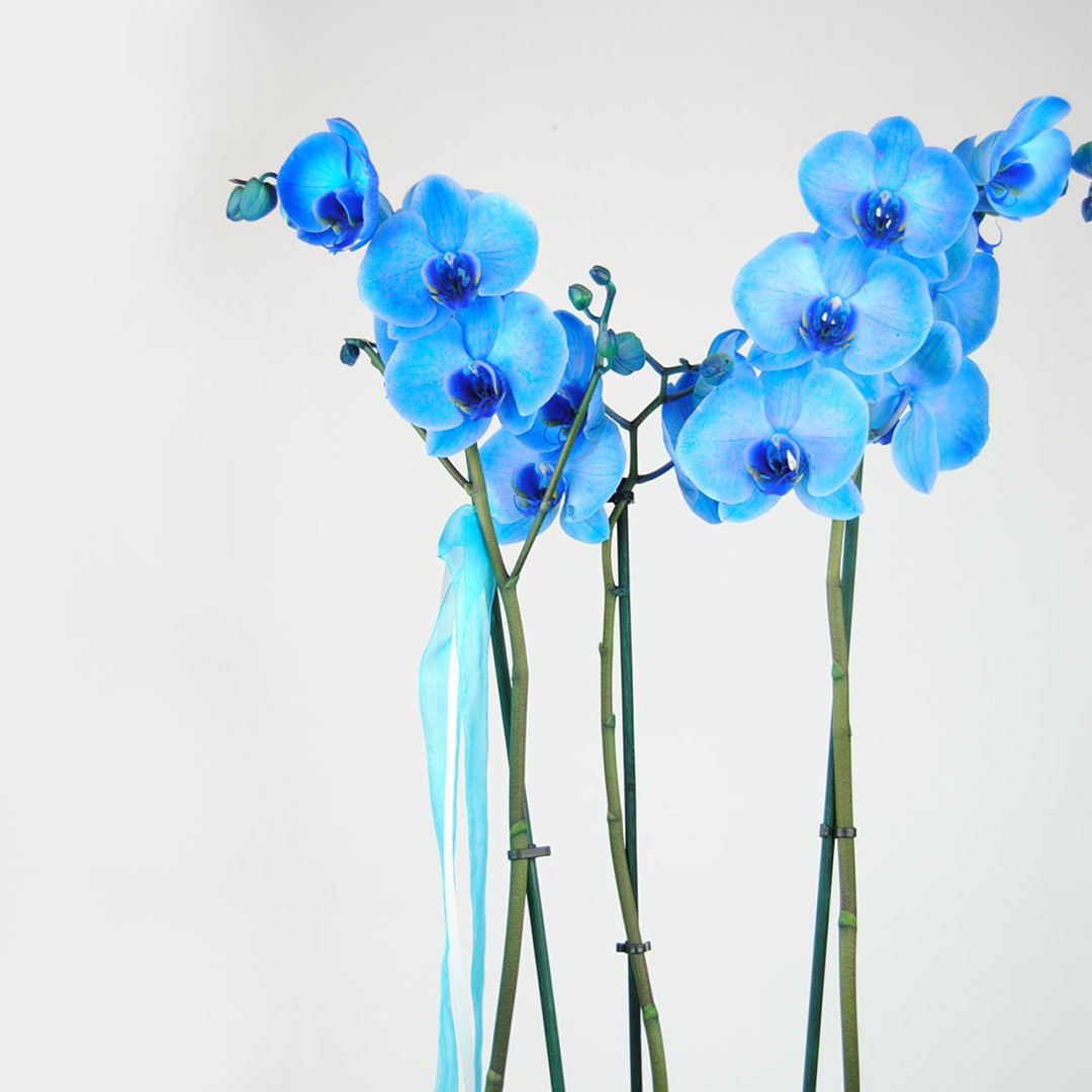 Comprar Orquídea Azul | Plantas de interior a domicilio | Original Flor