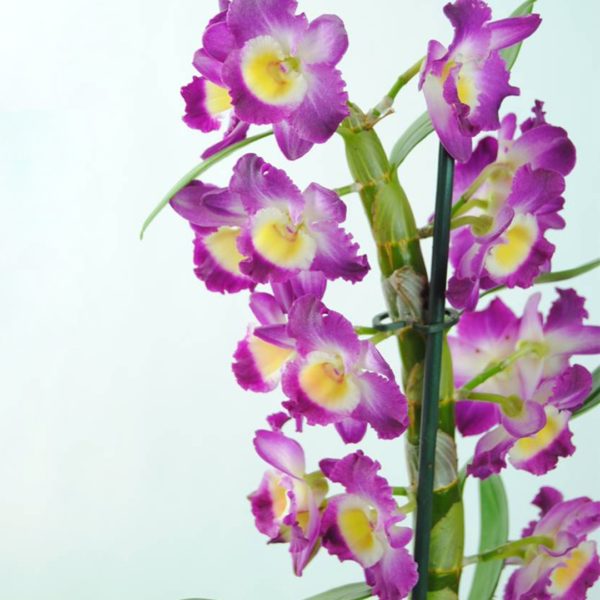 Orquídea Dendrobium