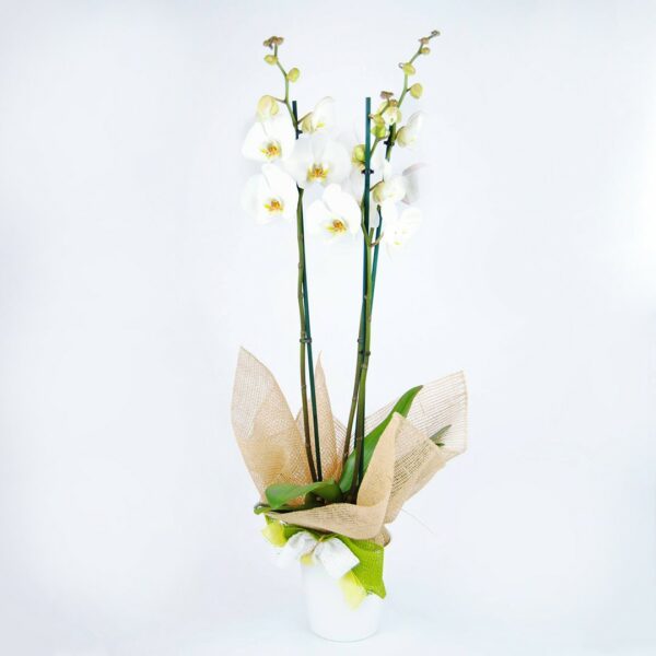 Orquídea Blanca