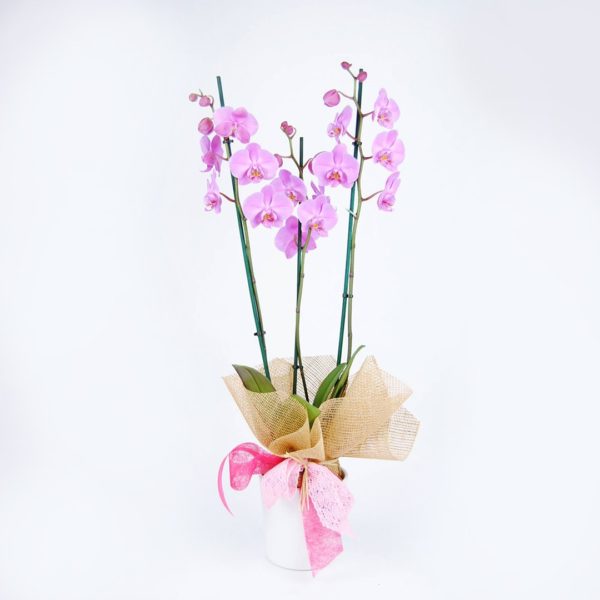 Orquídea Rosa
