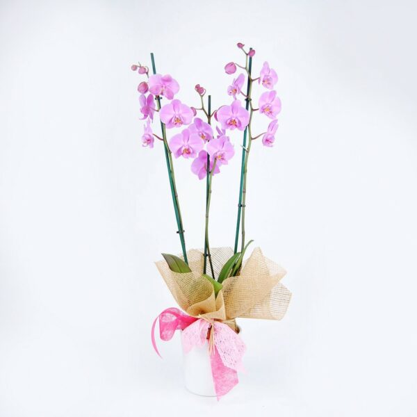 Orquídea Rosa