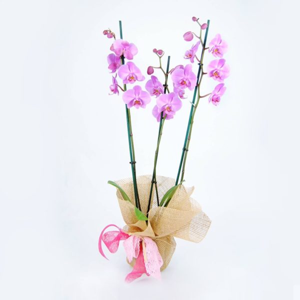 Orquídea Rosa