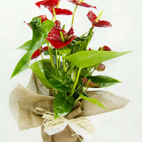 Anthurium Rojo