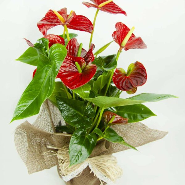 Anthurium Rojo