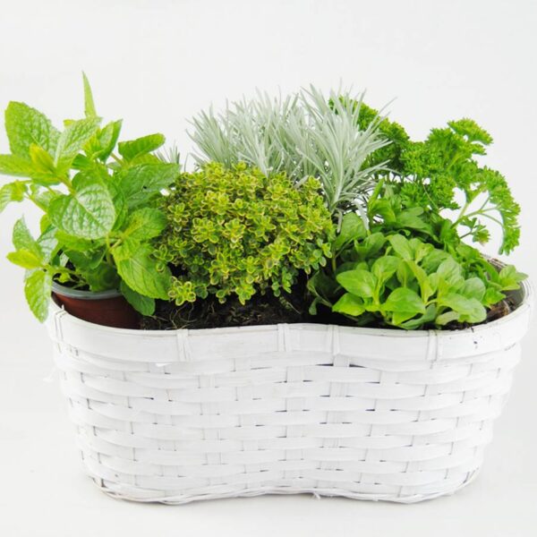 Aromáticas