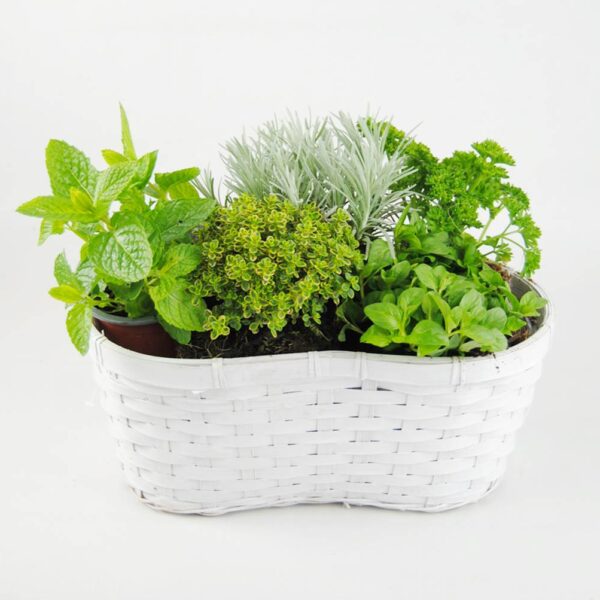 Aromáticas