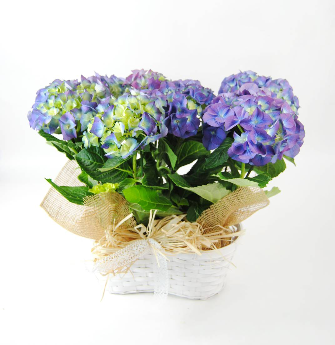 Comprar Hortensias Azules para regalar 