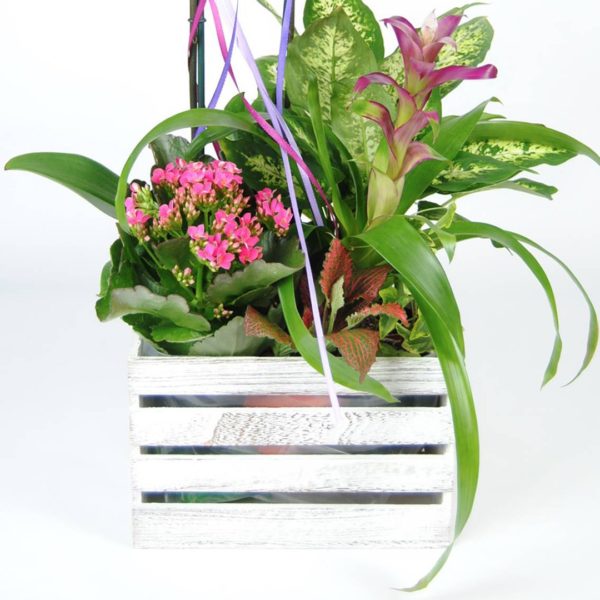 Composición Floral Con Orquídea Rosa, Kalancohe, Difembaquia, Guzmania Fucsia, Y Caja De Madera