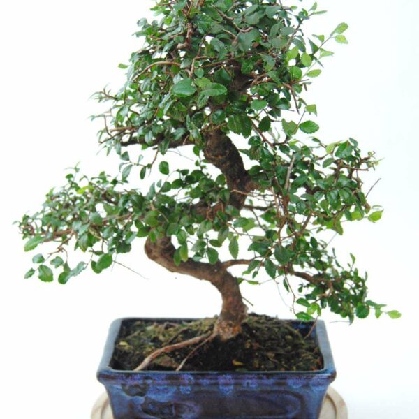 Bonsai Zelkova
