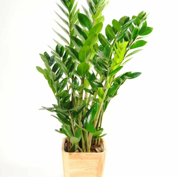 Zamioculca