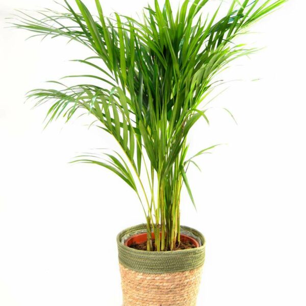 Areca