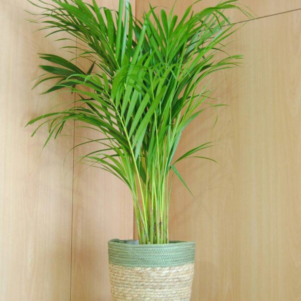Areca