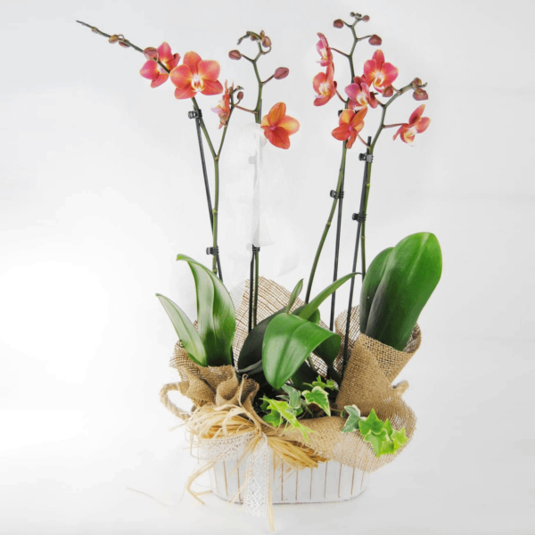 Orquídea Wild Fire - Comprar orquídea