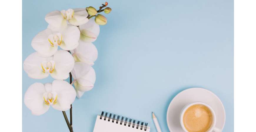 ¿Cómo cuidar cada tipo de orquídea?