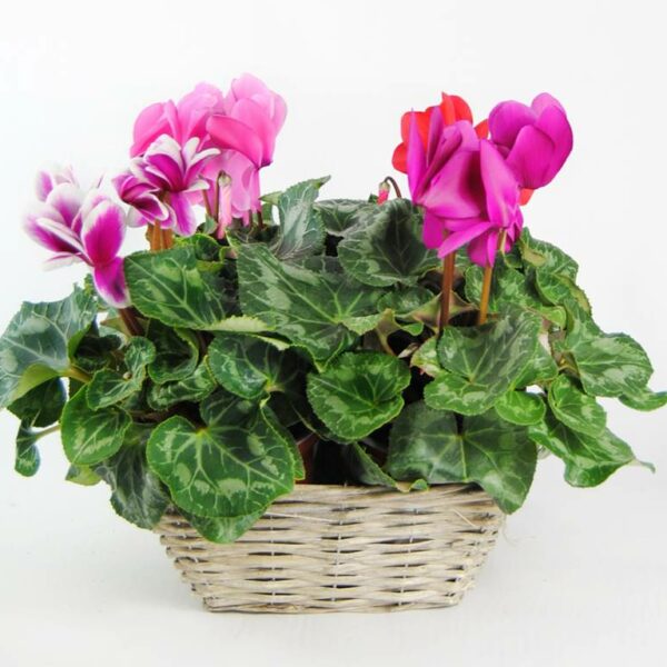 Colores de cyclamenes - Originalflor