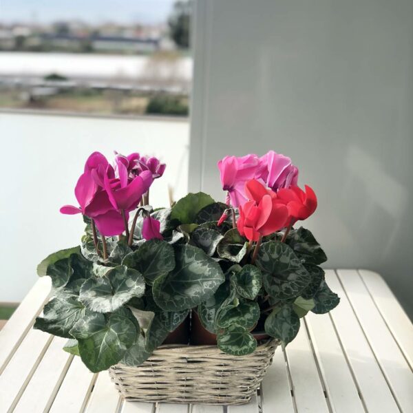 Cesta De Cyclamenes - Originalflor