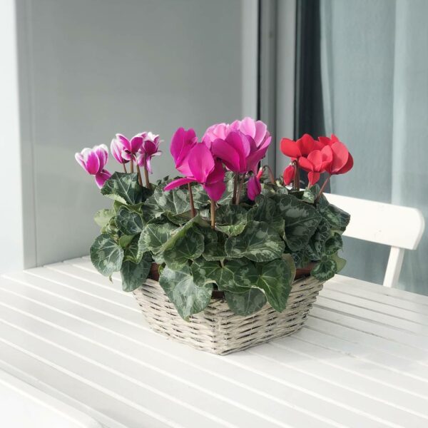 Compra Cesta De Cyclamenes - Originalflor