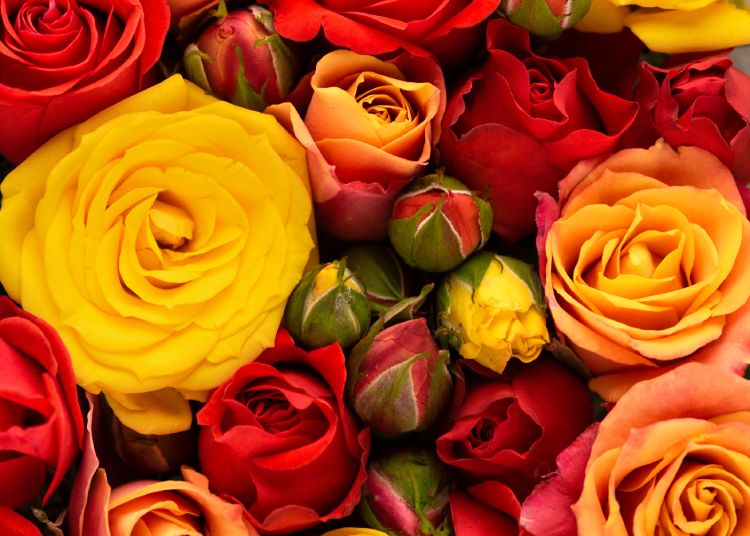 Los significados detrás de cada color de rosa para San Valentín