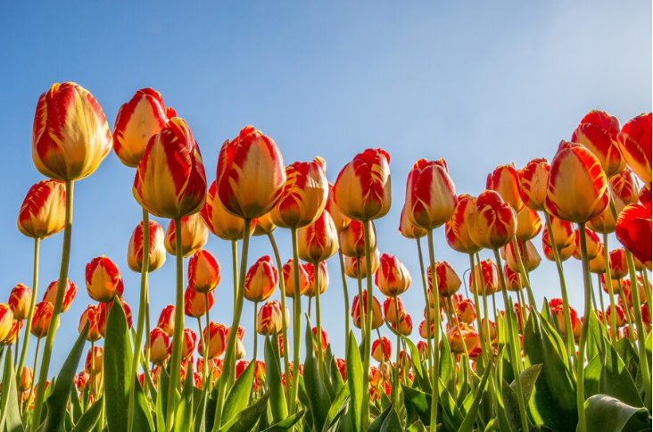 Tulipanes